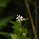 Stellaire aquatique_1436