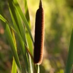 Massette à larges feuilles_1437