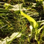 Prêle des champs_1438