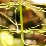 Prêle des champs_1439