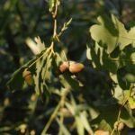 Chêne pédonculé_1433