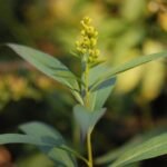 Verge d&rsquo;or_1441