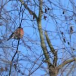 Bouvreuil pivoine_945