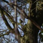 Mésange charbonnière_1227