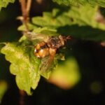 Tachinaire sauvage_1448