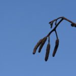 Aulne glutineux_1229