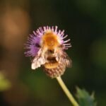 Bourdon des champs_1449