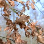 Chêne pédonculé_1231