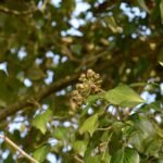 Lierre grimpant_1232