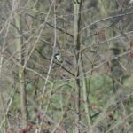 Mésange charbonnière_949