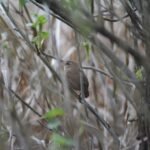 Troglodyte mignon_957