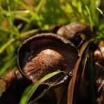 Coprin noir d&rsquo;encre_1460