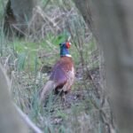 Faisan de Colchide_959