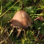 Coprin noir d&rsquo;encre_1461