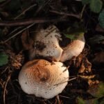 Agaric impudique_1462