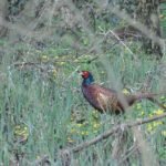 Faisan de Colchide_961