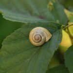 Escargot des jardins_1452