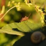 Corée marginée_1443