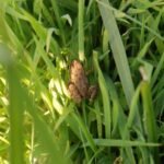 Grenouille rieuse_1453