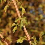 Liquidambar_1455