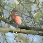 Bouvreuil pivoine_966