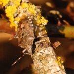 Punaise des baies_1504