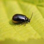 Galéruque de l&rsquo;aulne_1527