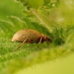 Charançon éperonné_1534