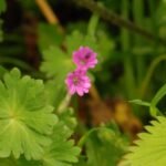 Géranium à feuilles rondes_1530