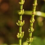 Prêle des champs_1537