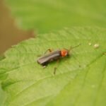 Téléphore bicolore_1538