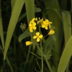 Neslie paniculée_1541