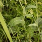 Neslie paniculée_1542