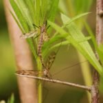 Tipula variipennis_1540