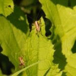 Decticelle cendrée_1559