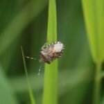 Punaise des baies_1567