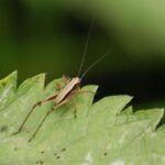 Decticelle cendrée_1560