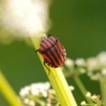 Punaise arlequin_1566