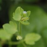 Véronique à feuilles de lierre_1672