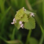 Epiaire des champs_1673