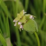 Epiaire des champs_1674