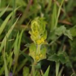 Gaillet croisette_1675