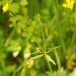 Bouton d&rsquo;or_1686