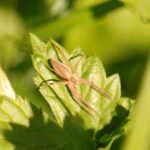 Pisaure admirable_1684