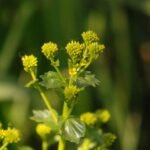 Colza (Brassica napus)_1688
