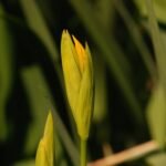 Iris des marais_1695