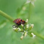 Punaise arlequin_1711