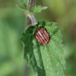 Punaise arlequin_1712