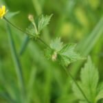 Benoîte commune_1714