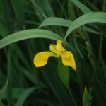Iris des marais_1709